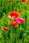 USA-Washington State-Palouse-Colfax Variety of colored poppy flowers growing in green wheat Art Print